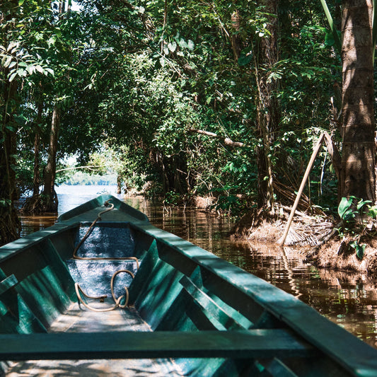 The Hidden Power and Crisis of Tropical Forests